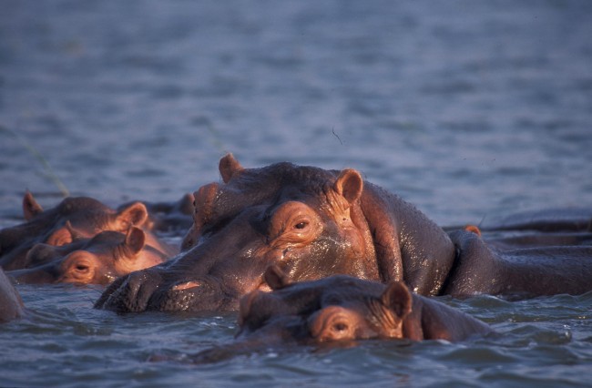 Katavi National Park