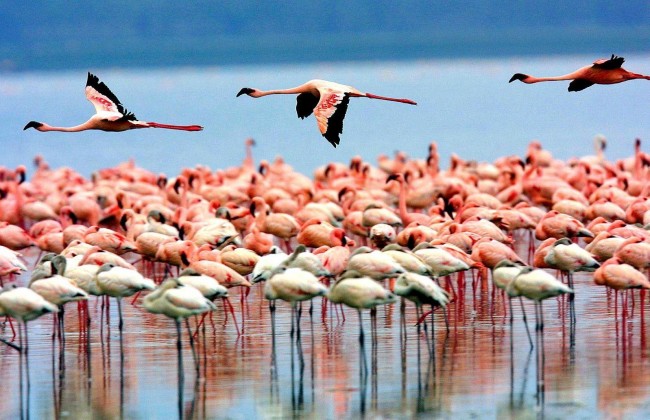 Lake Manyara National Park