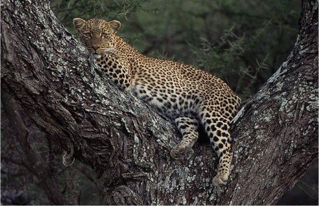 Ngorongoro Crater