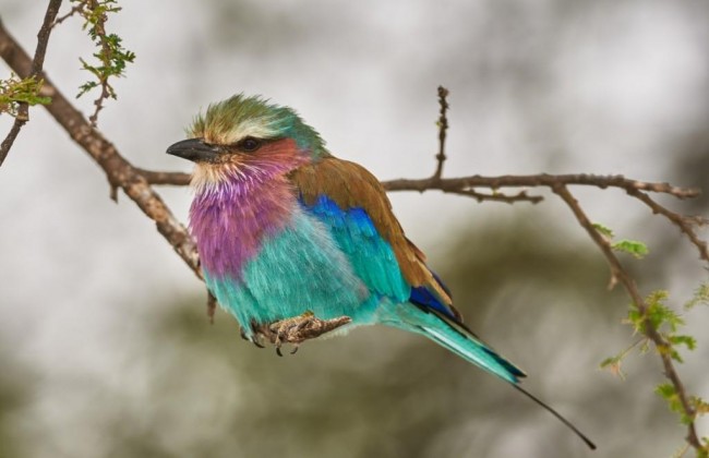 Kitulo National Park