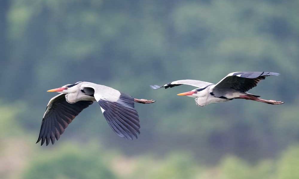 Rubondo Island National Park