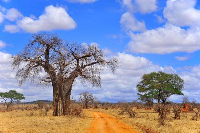 Tarangire National Park