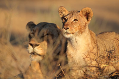 Mikumi National Park